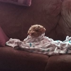 Meet your Posher, Ali